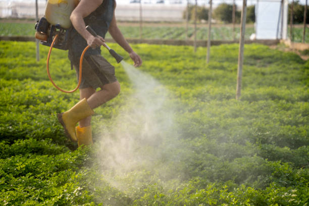 Best Emergency Pest Control  in Palmview, TX