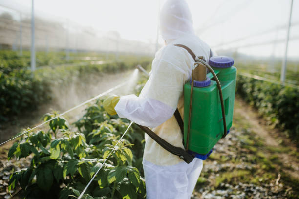 Reliable Palmview, TX Pest Control Solutions